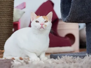 Anatolian Cat: Info, Pictures, Traits & Facts