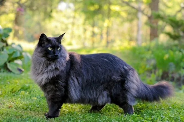 Norwegian Forest Cat Grooming Tips: A Quick Vet-Verified Guide