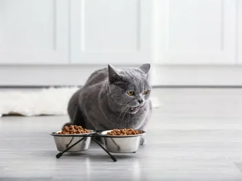 10 Best Dry Cat Foods in the UK in 2026: Reviews & Top Picks