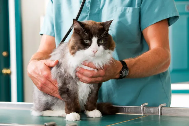 Can Steroids Cause Diabetes in Cats? Our Vet Explains the Side Effects
