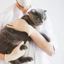 The Health Issues That Are Easy to Miss in Senior Cats