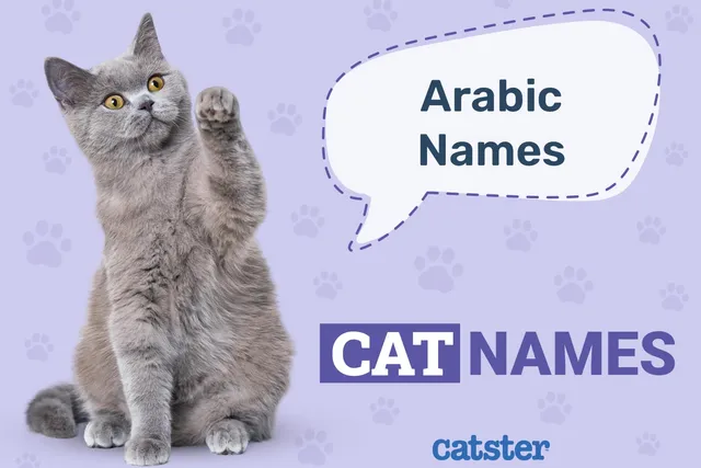 400+ Arabic Cat Names: Great Ideas for Your Cool Cat