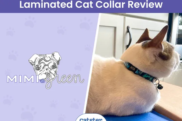 Mimi Green Laminated Cotton Cat Collar Review 2026: When Style Meets Durability