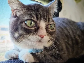 How One Tiny Rescue Cat Inspired a Bigger Mission - Meet Miss Winky, aka Sassy Toot