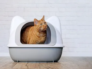 Inappropriate Elimination In Cats: Vet-Approved Guide & Explanation