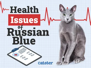 Russian Blue Cat Health Problems: 7 Vet-Reviewed Issues