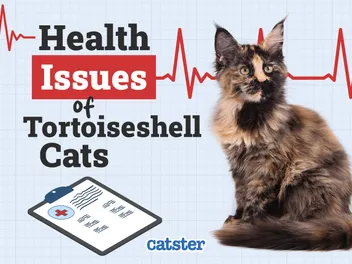 10 Vet-Reviewed Tortoiseshell Cat Health Problems & Care Tips