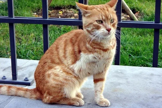 How to Care For a Three-Legged Cat: Expert Tips & Advice