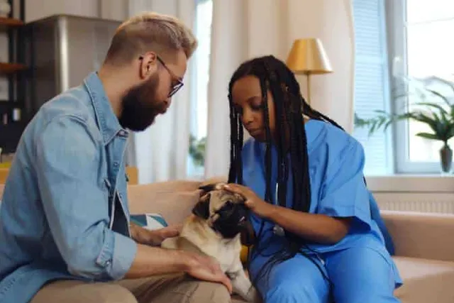 Do Vets Make House Calls? How to Find One That Does