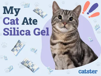 My Cat Ate Silica Gel! Here’s What to Do (Vet Answer)