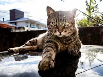 Brazilian Shorthair Cat Breed Info: Pictures, Temperament & Traits