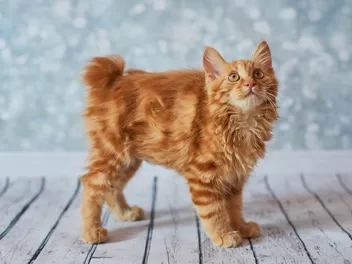 American Bobtail Cat Breed: Info, Pictures, Temperament & More