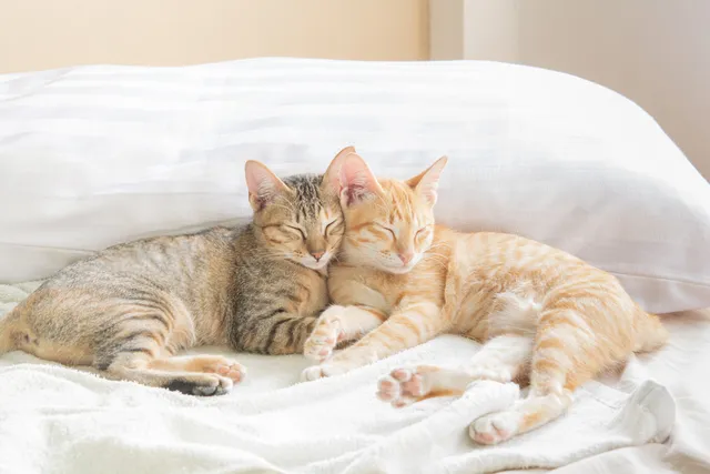 Does Your Cat Need A Friend? How to Tell If Your Cat Is Lonely
