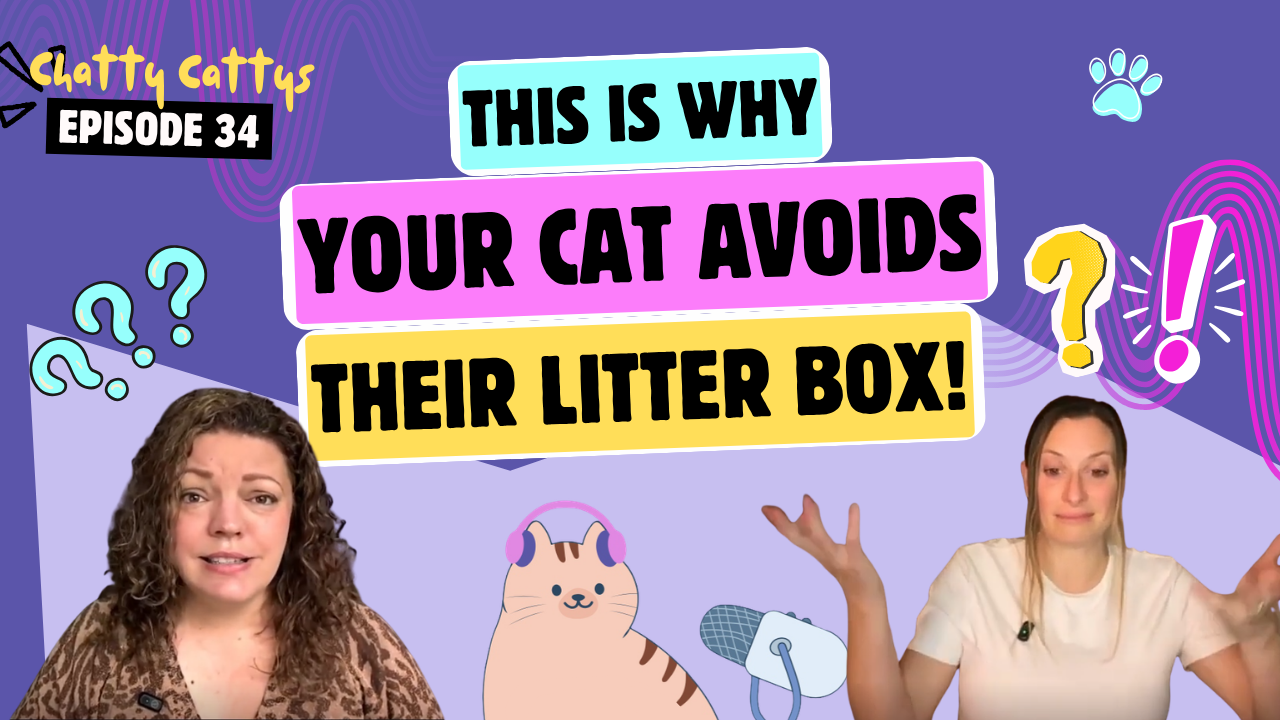 Chatting About Automatic Litter Boxes, Poop on the Floor, and Very Simple Fixes | Chatty Cattys, Episode 34