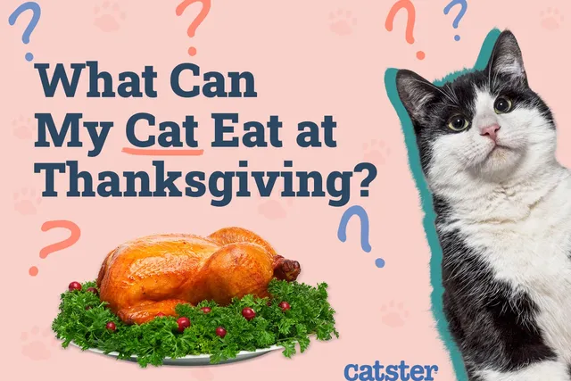 What Can My Cat Eat at Thanksgiving? 16 Vet Reviewed Do’s & Don’ts