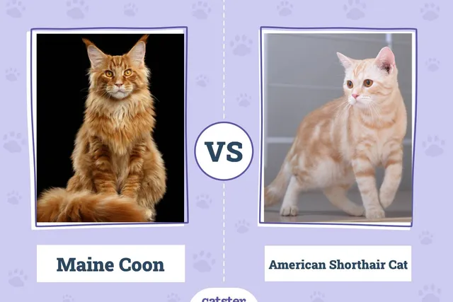 Maine Coon vs American Shorthair Cat: What’s the Difference? (With Pictures, Vet-Reviewed)