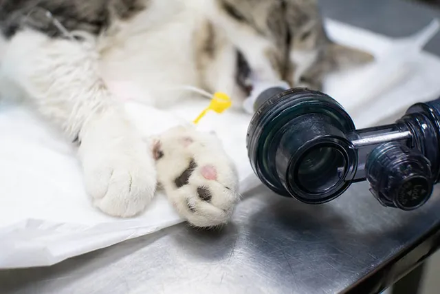 How Do I Give CPR to a Cat? Vet-Verified Step-by-Step Guide