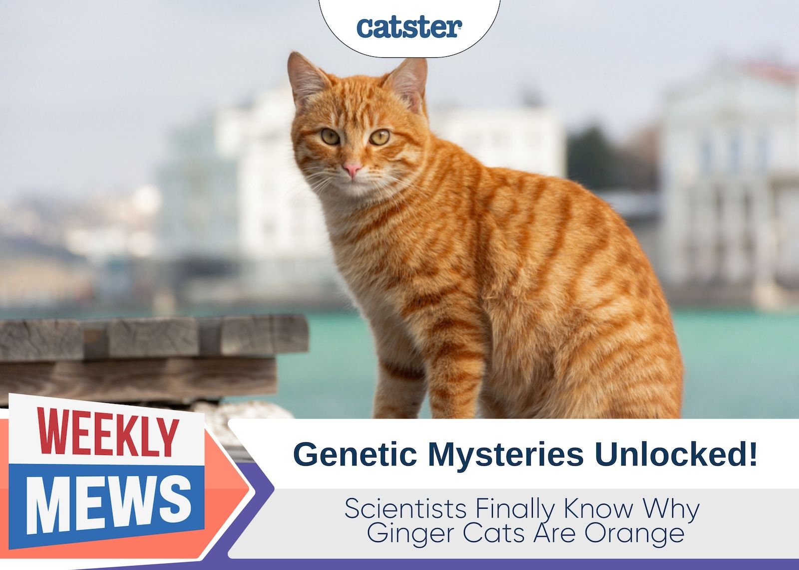 Weekly Mews Scientists know why orange cats are orange