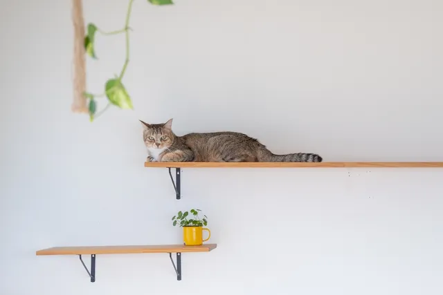 10 Free DIY Cat Shelves You Can Build Today (With Pictures)