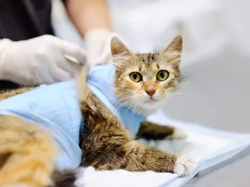 How Long Should a Cat Be Confined After Being Spayed or Neutered? Vet-Approved Recommendations
