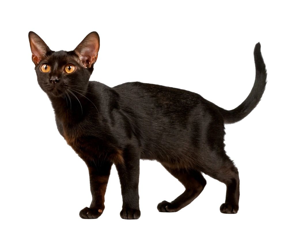 Black Bombay cat with copper eyes and a glossy coat standing against a white background