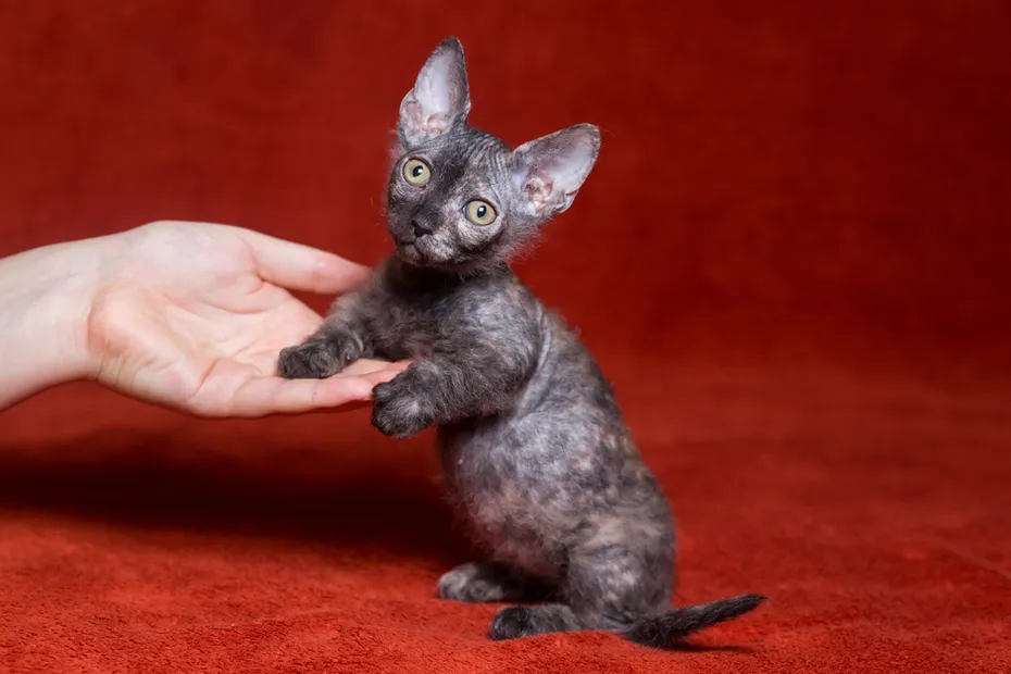 Sphynx Bambino kitten