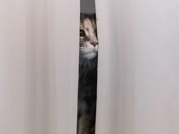 Why Is My Cat Scared of Strangers? 5 Possible Causes & Solutions (Vet-Reviewed)