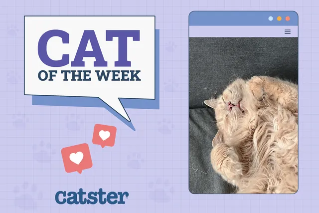 Catster Photo Contest: Cats of the Week Winners (November 14, 2024)