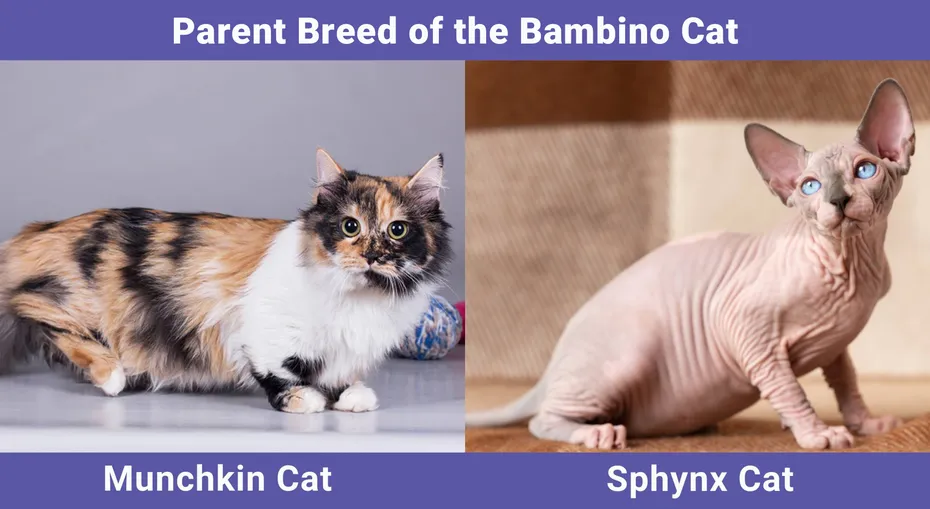 Parent Breed of the Bambino Cat