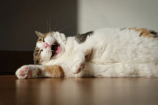 32 Cat Dad Jokes for the Funny Feline Father in Your Life
