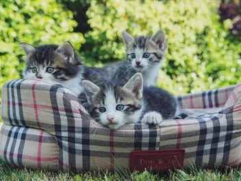8 Best Cat Beds for Kittens in 2026 - Reviews & Top Picks
