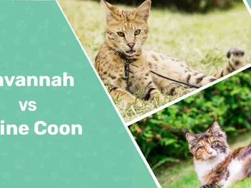 Is a Maine Coon Savannah Mix Possible? What You Need to Know!