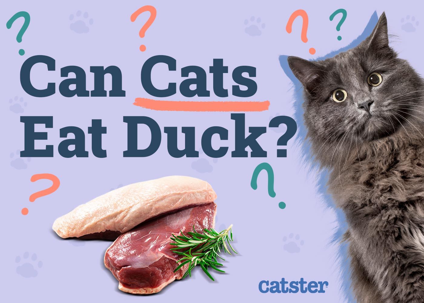 Can Cats Eat Duck
