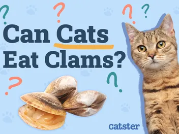 Can Cats Eat Clams? Vet-Approved Nutritional Facts & FAQ