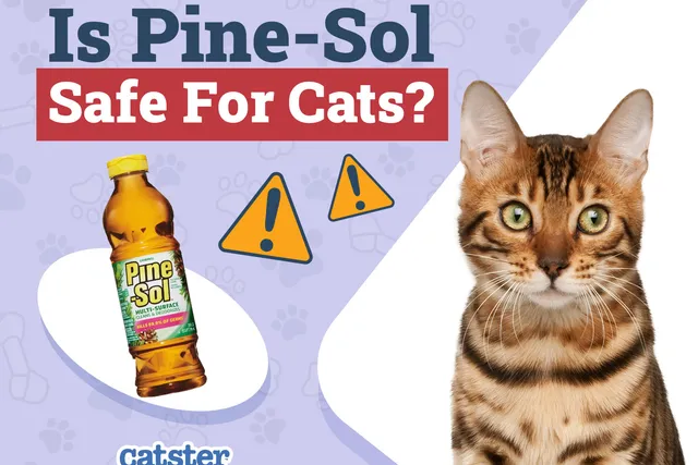 Is Pine-Sol Safe for Cats? Vet-Reviewed Health Facts