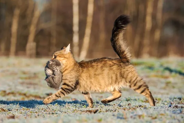 How to Stop a Cat From Moving Her Kittens: 5 Vet-Approved Tips to Try