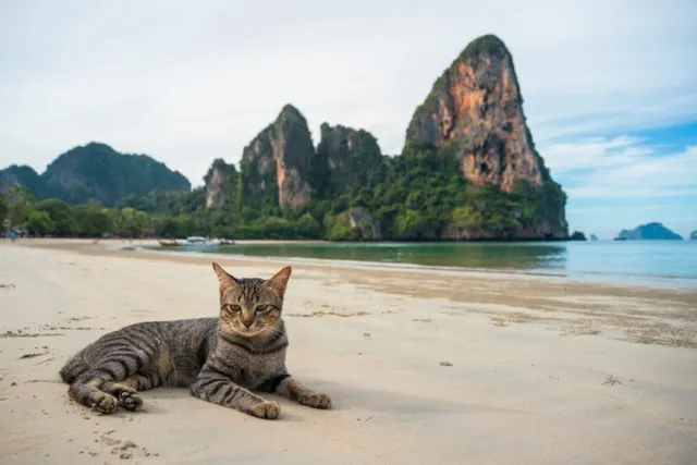 Why Do Cats Like the Beach? 3 Fun Reasons & Things to Consider