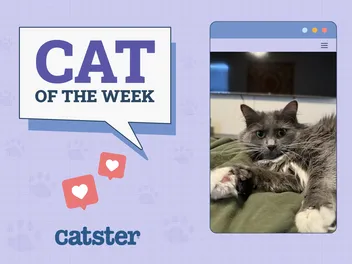 Catster Photo Contest: Cats of the Week Winners (December 5, 2024)