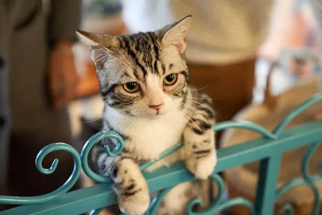 6 Free DIY Cat Gate & Barrier Plans You Can Make Today