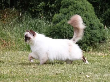 Free-Roaming Cats: Vet-Reviewed Pros, Cons & Legalities