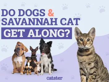 Do Savannah Cats Get Along With Dogs? Our Vet Answers & Provides Introduction Tips
