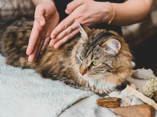 Veterinary TCM (Traditional Chinese Medicine): Our Vet Explains How It Helps Cats