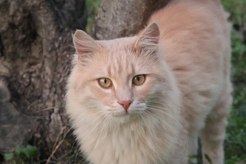 cream tabby norwegian forest cat up close