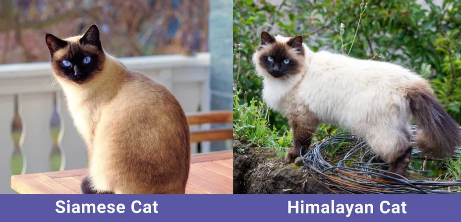 Siamese vs Himalayan Side by side