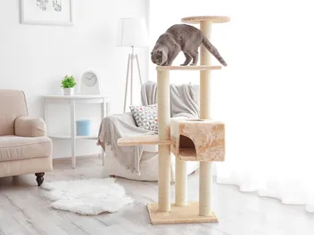 Cat Utopia: How To Design The Perfect Place For Your Feline