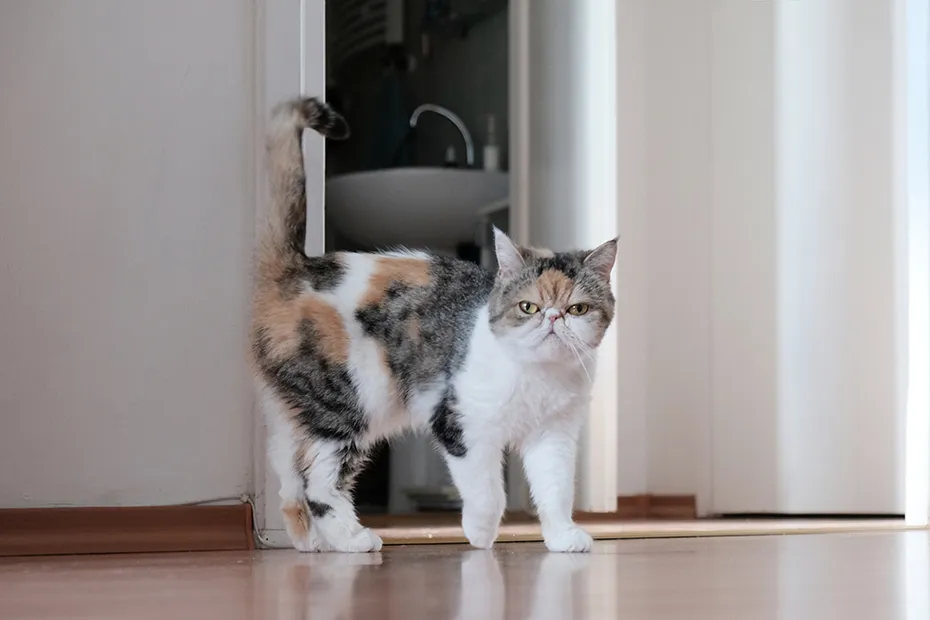 exotic shorthair cat in heat