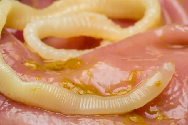 Are Tapeworms in Cats Contagious? Vet-Reviewed Health Facts
