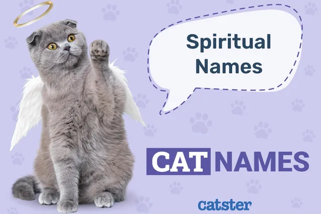 100+ Spiritual Cat Names: Ideas for your Mystical Cat