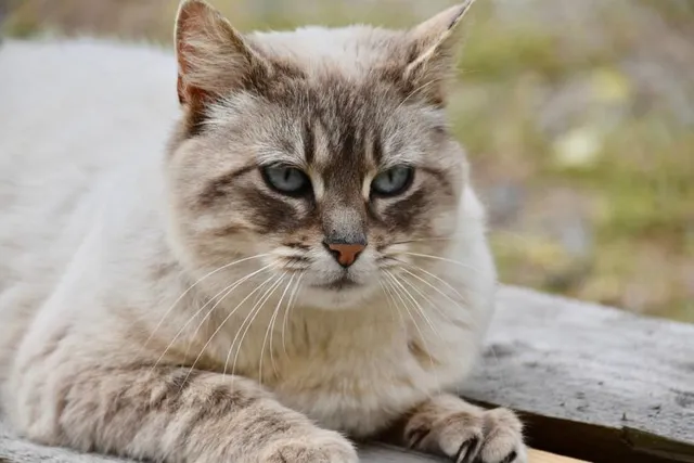 How Long Are Cats in Heat? Vet Reviewed Facts & Info