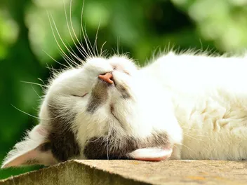 Why Does My Cat Snore? Our Vet Explains Reasons & What to Do